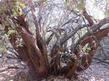 The old gnarled trunks of  a Mariposa Manzanita