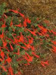 Zauschneria latifolia viscosa Arcitc cirlce is a high elevation California fuchsia. 