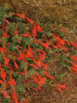 Zauschneria latifolia viscosa Arcitc cirlce is a high elevation California fuchsia.  - grid24_24