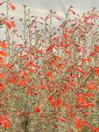 Epilobium Zauschneria californica Bert's Bluff named for the founder of Las Pilitas Nursery.
