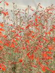 Epilobium Zauschneria californica Bert's Bluff named for the founder of Las Pilitas Nursery. - grid24_24