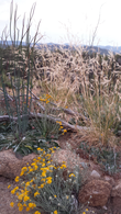 Stipa pulchra with Eriophyllum confertiflorum and Eriogonum sp. - grid24_24