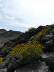 Encelia farinosa Incienso and Brittlebush yellow flower found in the mojave desert - grid24_24