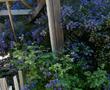 Ceanothus Concha California Mountain Lilac Blue purple flowers
