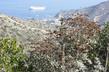 Eriogonum giganteum on Catalina Island over looking Avalon. - grid24_24