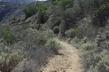 Native landscape for the Eriogonum giganteum.  Hermit Gulch trail on Catalina Island.