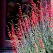 Scarlet burglar Penstemon, Penstemon centranthifolius,  in full flower. - grid24_24