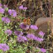 Monardella subglabra, Butterfly Mint Bush, with a painted lady butterfly. 