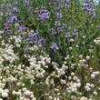 California Buckwheat, Eriogonum fasciculatum foliolosum mixed with Salvia clevelandii Alpine - grid24_24