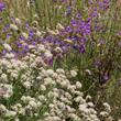 Califoniua Buckwehat, Eriogonum fasciculatum foliolosum, mixed with Penstemon heterophyllus - grid24_24