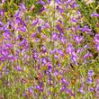 Penstemon heterophyllus, Foothill Penstemon  - grid24_24