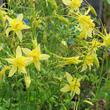 Aquelegia pubescens, Sierra columbine