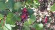 Close up of the fruit of Crataegus douglasii  - grid24_24