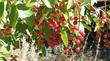 A close up of the berries of Prunus virginiana demissa at the nursery.
