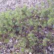 Arctostaphylos rudis, Shagbark is a ground cover Manzanita from the central coast that grows in sand. 
