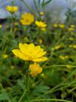 California Buttercup, Ranunculus californicus wildflower. - grid24_24