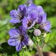 Close up of phacelia bolanderi's flower.