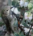 An Anna Hummingbird holding on to a branch as she drinks from an Arctostaphylos obispoensis San Luis Obispo Manzanita
