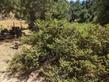 Arctostaphylos pajaroensis "Brother James" is a cool looking a manzanita