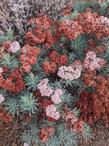 Santa Cruz Island buckwheat, Eriogonum arborescence flowers turning brown.