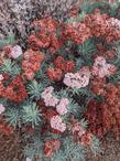 Santa Cruz Island buckwheat, Eriogonum arborescence flowers turning brown. - grid24_24