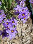 Sisyrinchium bellum, Blue-eyed grass 