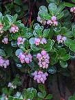Arctostaphylos uva-ursi Point Reyes has pretty pink flowers. 