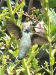 Anna Hummingbird on a Antirrhinum multiflorum Multiflowered Snapdragon