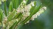 Summer Holly,
Comarostaphylis diversifolia ssp. planifolia, flower - grid24_24