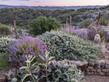 Canyon Gray Sagebrush, Artemisia californica 'Canyon Gray, with Margarita BOP Penstemon. - grid24_24