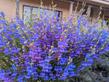 Penstemon heterophyllus 'Margarita BOP'  - grid24_24