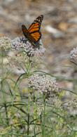 Monarch Butterfly, Danaus plexippus, on a Narrow-Leaf Milkweed flower. - grid24_24