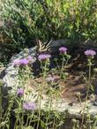 Swallowtail butterfly on Coyote mint - grid24_24