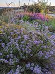 Coyote mint in the garden.  - grid24_24