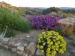 Mirabilis multiflora with Shasta Sulphur Buckwheat  - grid24_24
