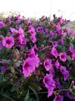 Mirabilis multiflora flowers from dusk to dawn. - grid24_24