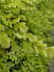 Adiantum jordanii
California Maiden-Hair Fern leaf  - grid24_24