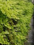 Adiantum jordanii
California Maiden-Hair Fern on old wall - grid24_24