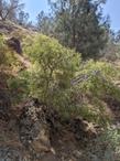 Celtis reticulata in Eastern Kern County in the wild. - grid24_24