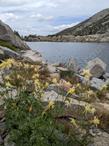 Sierra Columbine in the Sierra Nevada mountains. - grid24_24