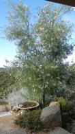 'Yucca Valley' Desert Willow in the garden.  - grid24_24