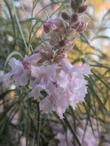 Flowers of Yucca Valley Desert Willow.  - grid24_24