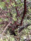 Baby Bear Manzanita bush bark.