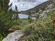 Shrubby Cinquefoil, Dasiphora fruticosa, in the Sierra Nevada's  - grid24_24