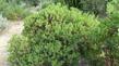 Arctostaphylos refugioensis 'Refugio Manzanita - grid24_24