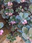 Arctostaphylos uva-ursi 'Point Reyes' with Bumblebee  - grid24_24