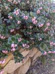 Arctostaphylos uva-ursi 'Point Reyes' flowers - grid24_24
