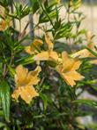 Diplacus Ramona Monkey Flower  - grid24_24