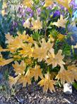 Mimulus 'Adelaide' - grid24_24