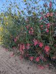 Mimulus 'Penelope' - grid24_24